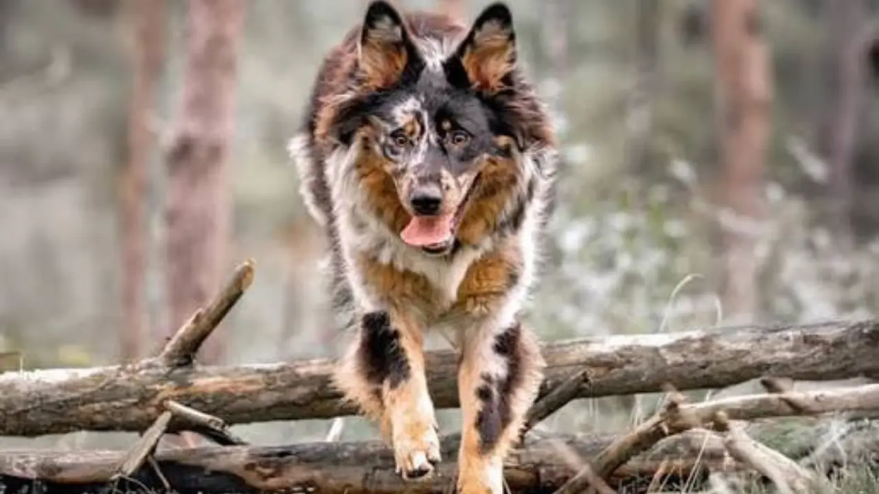 australian shepherd german shepherd mix